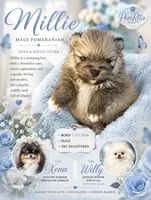 Millie, a male Pomeranian for sale in North Port, FL – 3 of 7