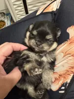 Ace, a male Pomeranian for sale in North Port, FL – Photo 8 of 10