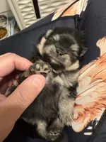 Ace, a male Pomeranian for sale in North Port, FL – Photo 6 of 10