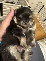 Ace, a male Pomeranian for sale in North Port, FL – Photo 5 of 10