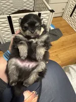 Ace, a male Pomeranian for sale in North Port, FL – Photo 10 of 10