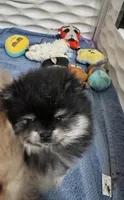 Ace, a male Pomeranian for sale in North Port, FL – Photo 2 of 10