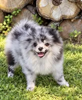 Finn, a male Pomeranian for sale in North Port, FL – 2 of 6