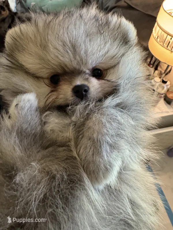 Toby – Pomeranian puppy for sale in North Port, FL