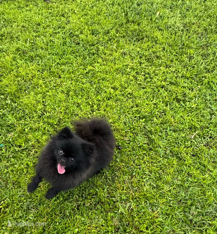 Diamond  – Pomeranian puppy for sale in North Port, FL