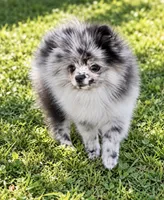 Finn, a male Pomeranian for sale in North Port, FL – 5 of 6