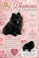 Diamond , a female Pomeranian for sale in North Port, FL – 1 of 5