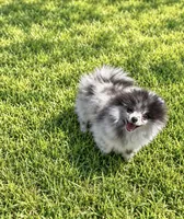 Teddy, a male Pomeranian for sale in North Port, FL – 2 of 6