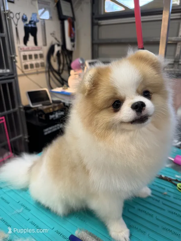 Casino – Pomeranian puppy for sale in North Port, FL