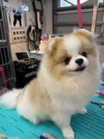 Casino, a male Pomeranian for sale in North Port, FL – 3 of 5