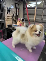Casino, a male Pomeranian for sale in North Port, FL – 5 of 5