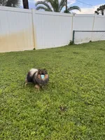 Ash, a female Pomeranian for sale in North Port, FL – 5 of 6