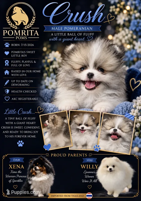 Crush – Pomeranian puppy for sale in North Port, FL