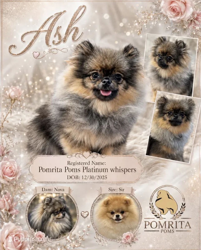 Ash – Pomeranian puppy for sale in North Port, FL