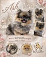 Ash, a female Pomeranian for sale in North Port, FL – 1 of 2