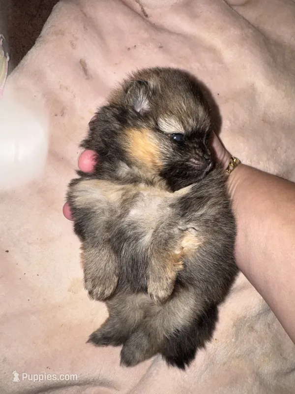 River – Pomeranian puppy for sale in North Port, FL