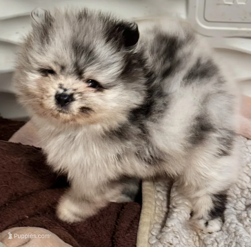 Finn – Pomeranian puppy for sale in North Port, FL