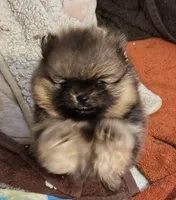 River, a female Pomeranian for sale in North Port, FL – 4 of 10
