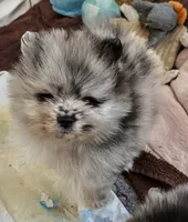 Finn, a male Pomeranian for sale in North Port, FL – 6 of 10