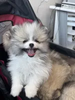 Milo, a male Pomeranian for sale in North Port, FL – 3 of 6