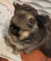 River, a female Pomeranian for sale in North Port, FL – 5 of 10