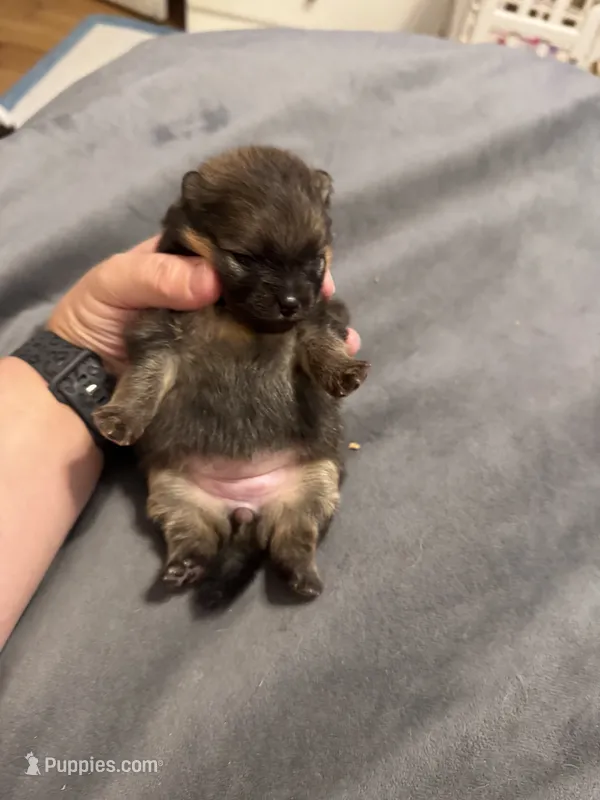 River – Pomeranian puppy for sale in North Port, FL
