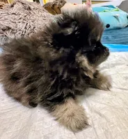 Cinder, a male Pomeranian for sale in North Port, FL – Photo 4 of 10