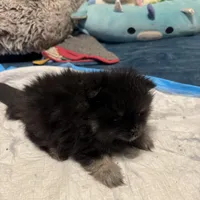 Akc Cinder, a male Pomeranian for sale in North Port, FL – Photo 10 of 10