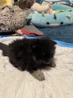 Cinder, a male Pomeranian for sale in North Port, FL – Photo 5 of 10