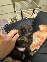 Cinder, a male Pomeranian for sale in North Port, FL – Photo 9 of 10