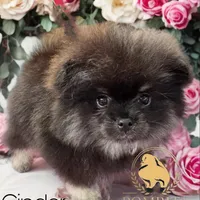 Akc Cinder, a male Pomeranian for sale in North Port, FL – Photo 5 of 10
