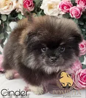 Akc Cinder, a male Pomeranian for sale in North Port, FL – Photo 5 of 10