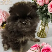 Akc Cinder, a male Pomeranian for sale in North Port, FL – Photo 7 of 10