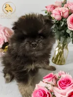 Cinder, a male Pomeranian for sale in North Port, FL – Photo 1 of 10
