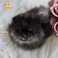 Akc Cinder, a male Pomeranian for sale in North Port, FL – Photo 6 of 10