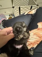 Cinder, a male Pomeranian for sale in North Port, FL – Photo 10 of 10