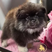 Akc Cinder, a male Pomeranian for sale in North Port, FL – Photo 4 of 10