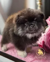 Akc Cinder, a male Pomeranian for sale in North Port, FL – Photo 4 of 10