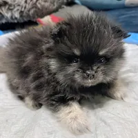 Akc Cinder, a male Pomeranian for sale in North Port, FL – Photo 9 of 10