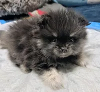 Cinder, a male Pomeranian for sale in North Port, FL – Photo 3 of 10