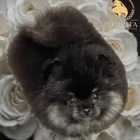 Akc Cinder, a male Pomeranian for sale in North Port, FL – Photo 1 of 10