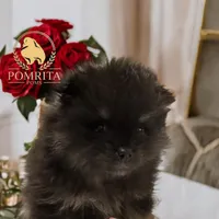 Akc Cinder, a male Pomeranian for sale in North Port, FL – Photo 8 of 10