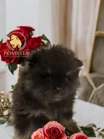 Cinder, a male Pomeranian for sale in North Port, FL – Photo 2 of 10