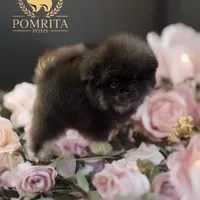 Akc Cinder, a male Pomeranian for sale in North Port, FL – Photo 3 of 10