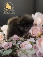 Akc Cinder, a male Pomeranian for sale in North Port, FL – Photo 2 of 10