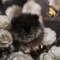 Akc Cinder, a male Pomeranian for sale in North Port, FL – Photo 2 of 10