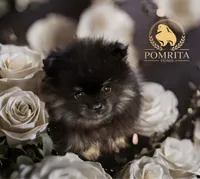 Akc Cinder, a male Pomeranian for sale in North Port, FL – Photo 1 of 10