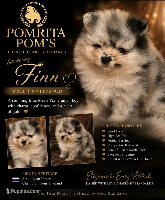 Finn – Pomeranian puppy for sale in North Port, FL