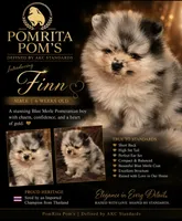 Finn, a male Pomeranian for sale in North Port, FL – 1 of 10
