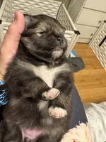 Wolfie, a female Pomeranian for sale in North Port, FL – Photo 7 of 10